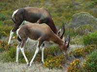 Blesbok at the Cape of Good Hope