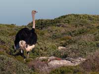 Ostrich at Olifantsbos at the Cape of Good Hope