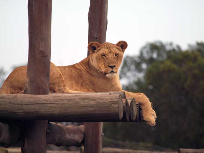 Lion at Buffelsfontain