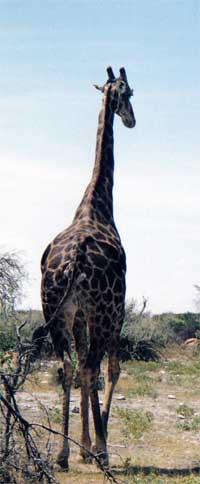 Giraffe at Namutoni in Etosha, Namibia