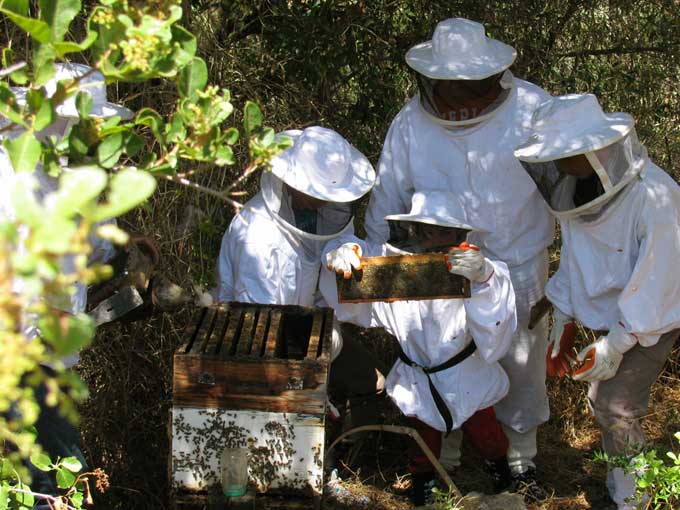 Beehive Inspection