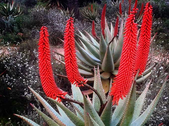 Aloe Flower