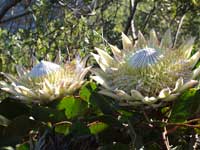 King Protea