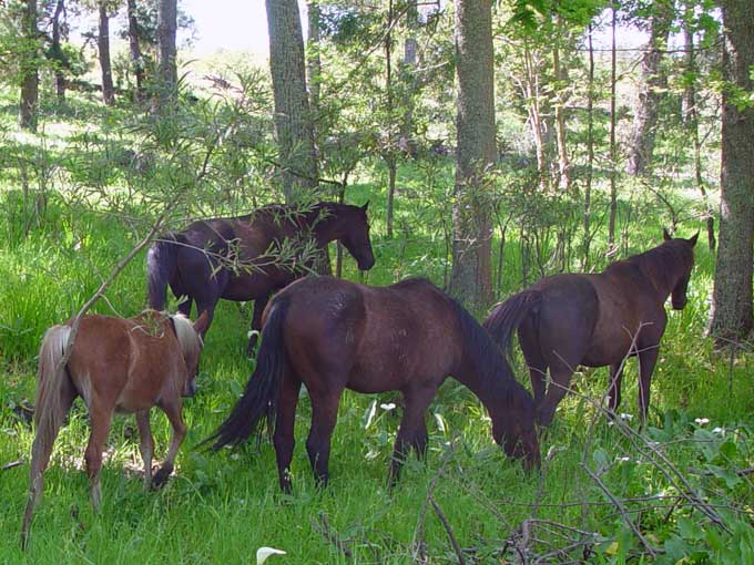 Horse Riding