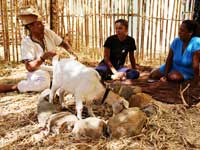 Khoi Kraal at the Castle of Good Hope