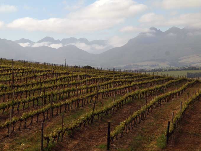 Vineyard imbedded into a mountain range