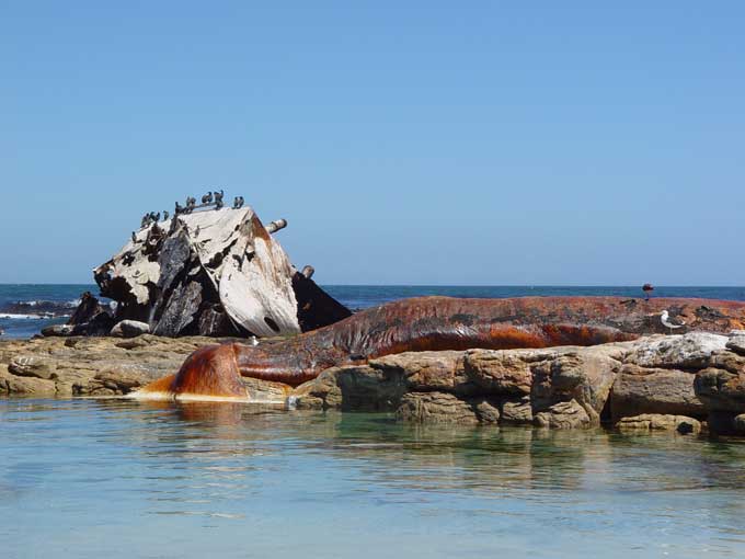 Ibis at the Cape of Good Hope