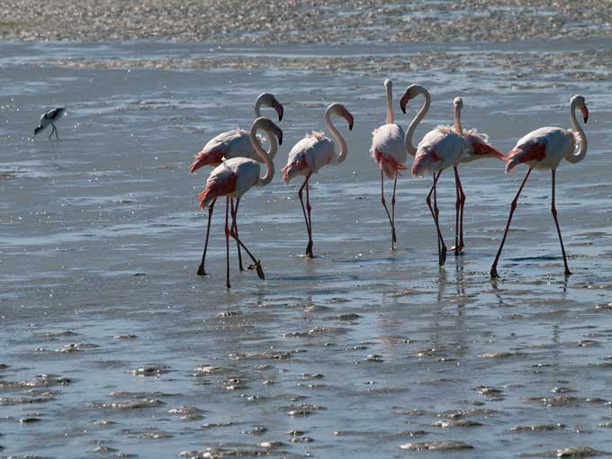 Flamingos gathering in shallow waters at the Western Cape Nature Reserve