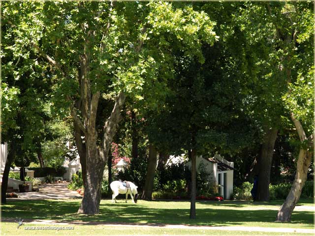 Time travel on horseback at Blaauklippen Wine Estate