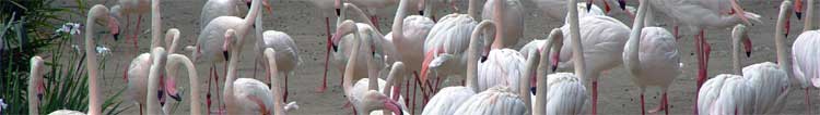 Flamingos at the World of Birds in Hout Bay